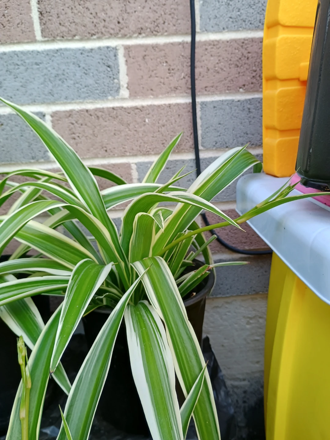 Spider Plant - Variegated - photo 4