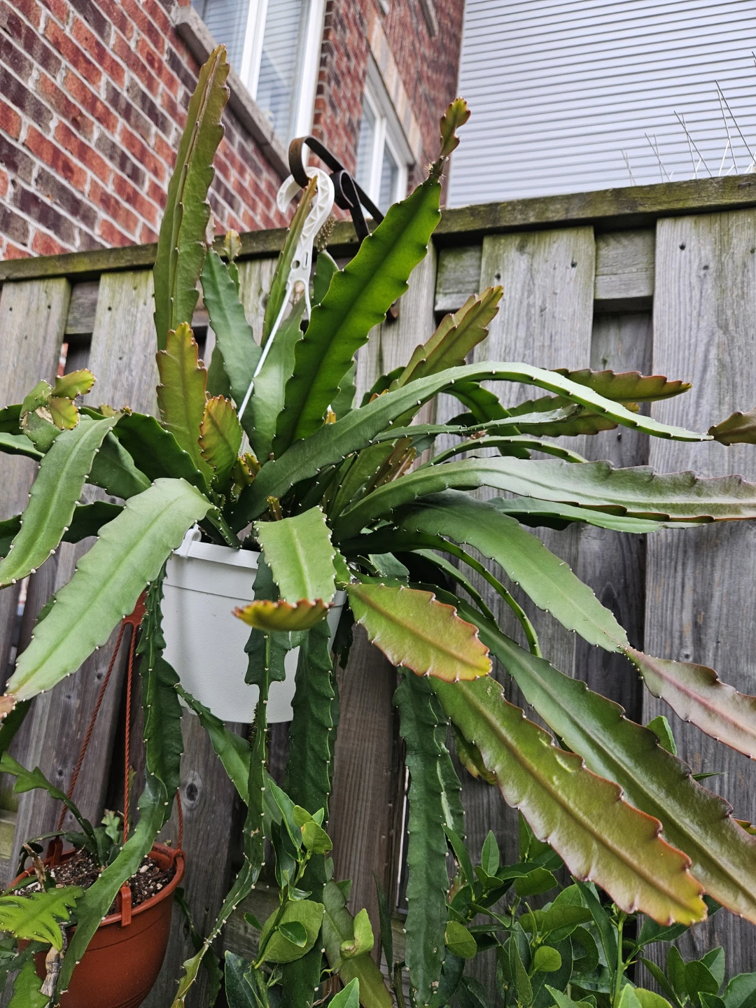 Epiphyllum Cactus Plant