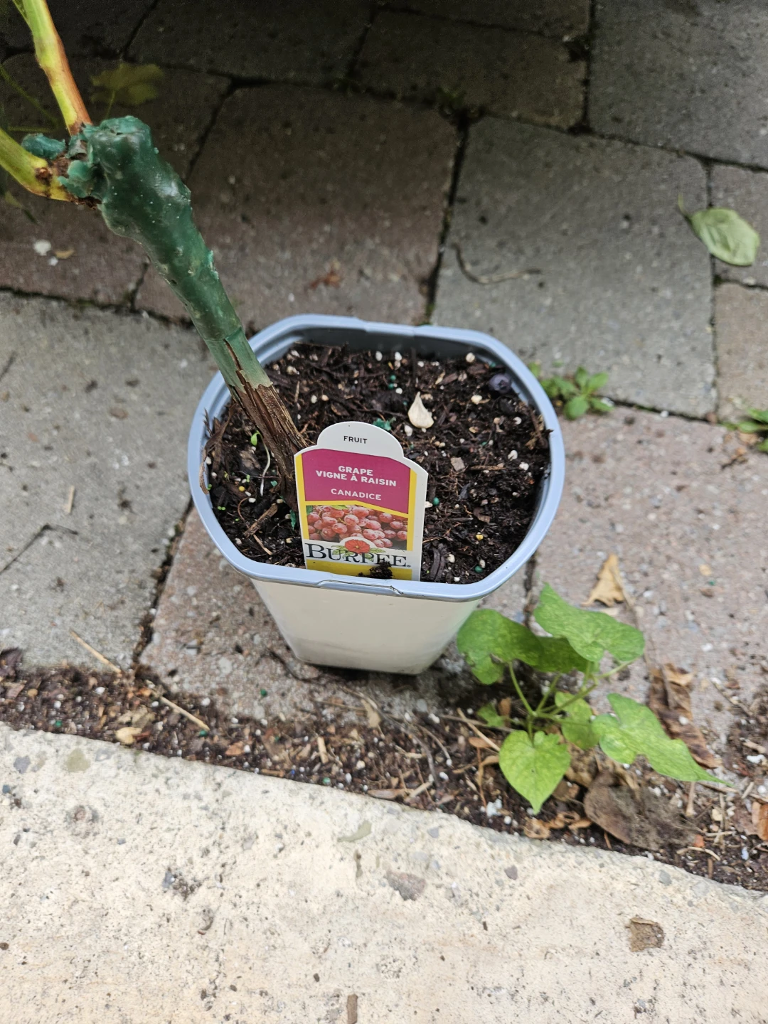 Purple Grape Vine Plant - photo 2