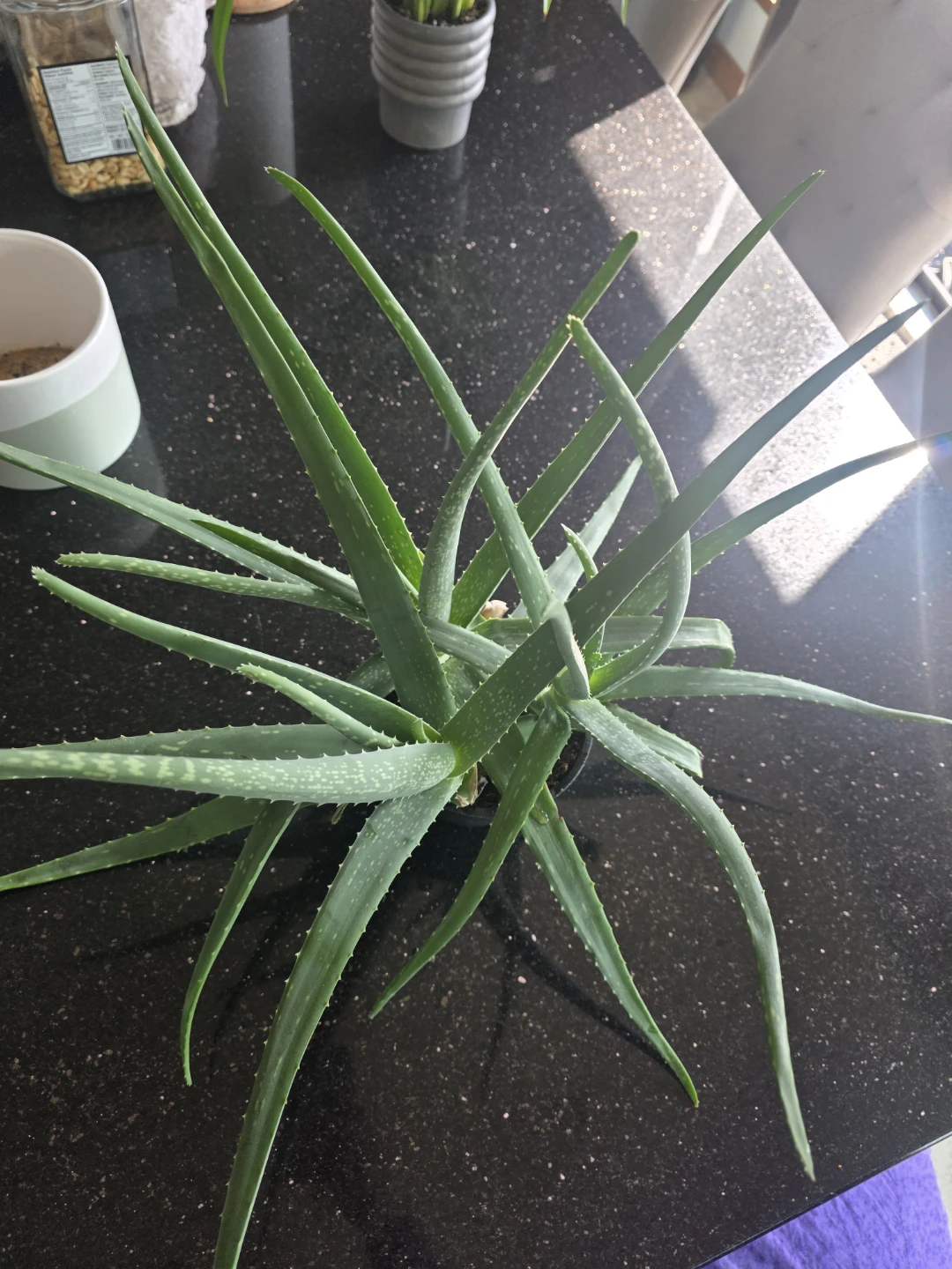 Aloe Vera Plant