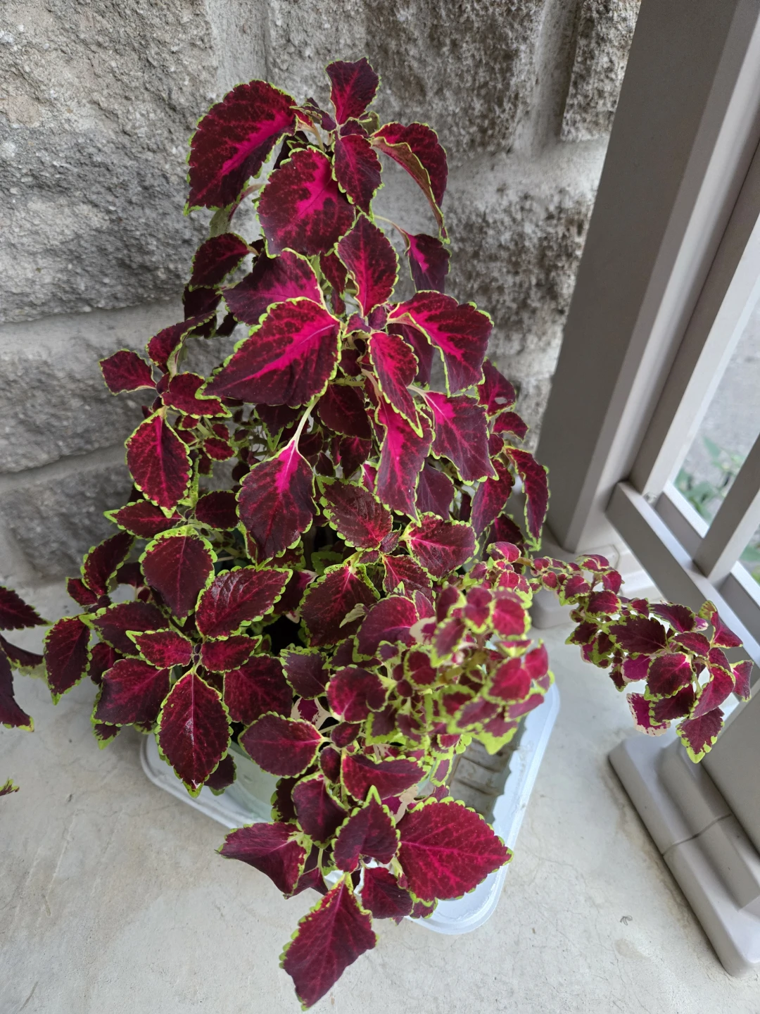 Buy 1 get 1 free .Coleus Plant in Pot 7" - photo 3