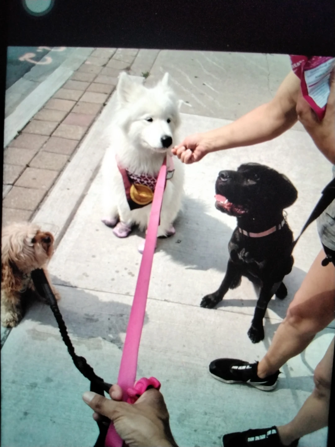 Bilingual Dog Walker/Jogging/Boarding Duo- MIDTOWN - photo 3