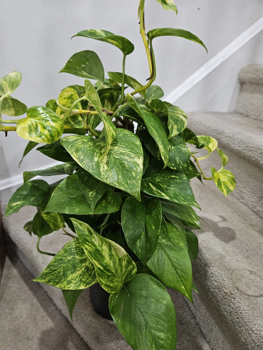 Pothos Plant