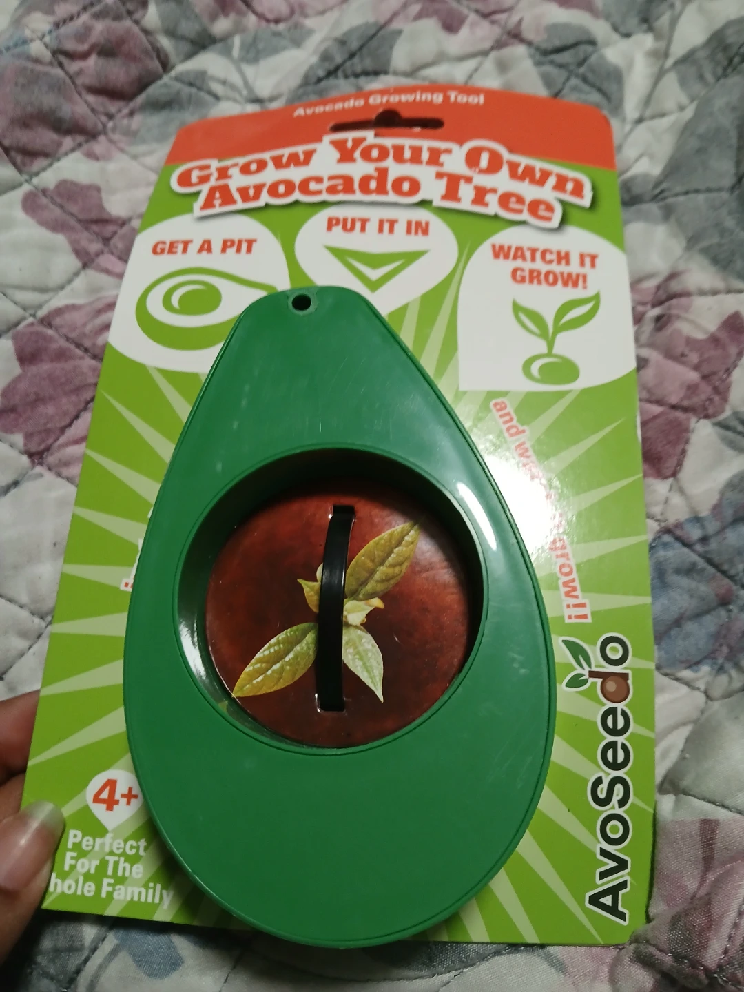 AvoSeedo Grow Your Own Avocado Tree Kit
