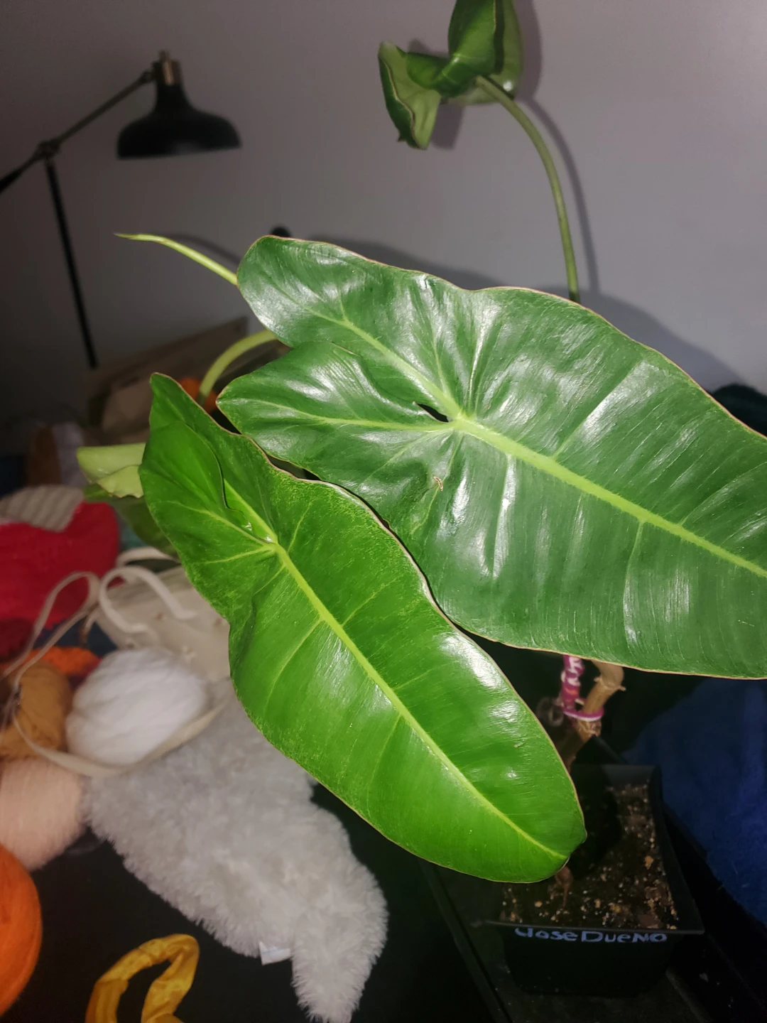 Philodendron Jose Bueno