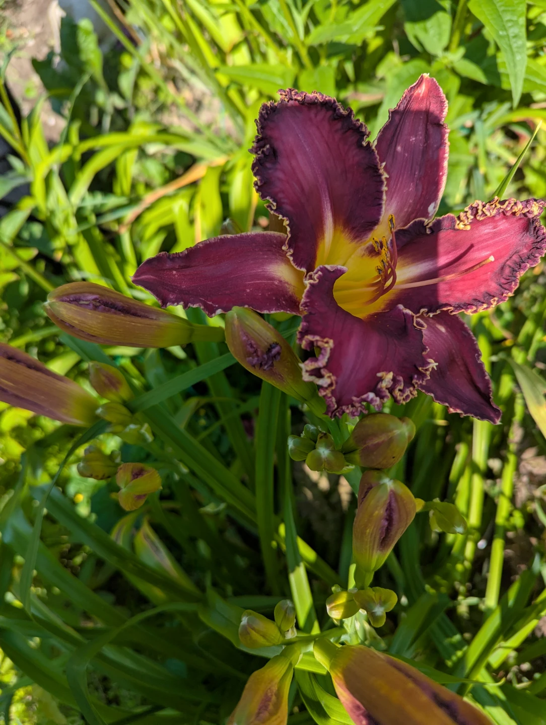 Deep Fushia Daylily Flower