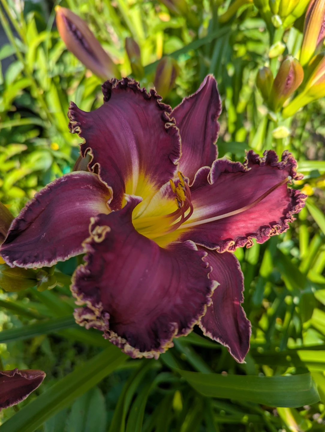 Deep Fushia Daylily Flower - photo 2