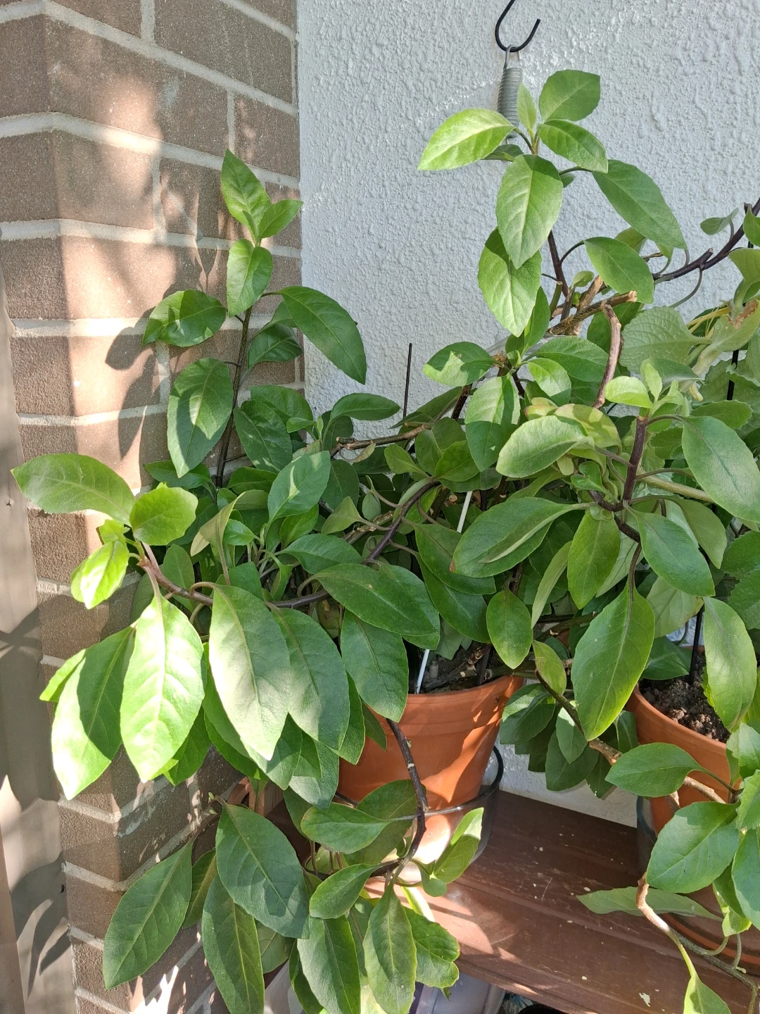 Longevity Spinach Plant ( no pot)