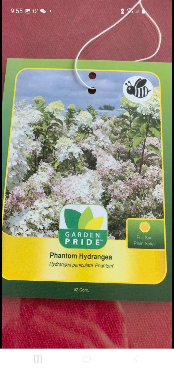 Phantom hydrangea - photo 3