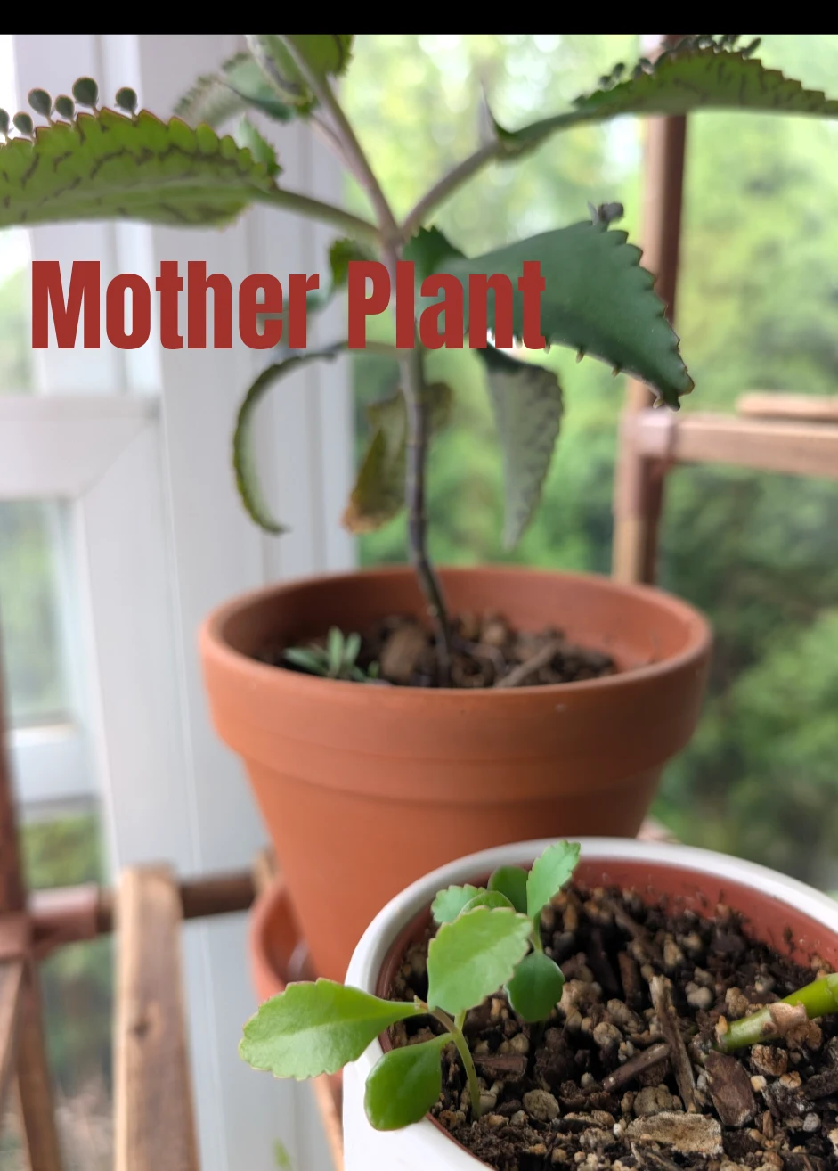 ***TRADE*** Kalanchoes & Sedum - photo 2