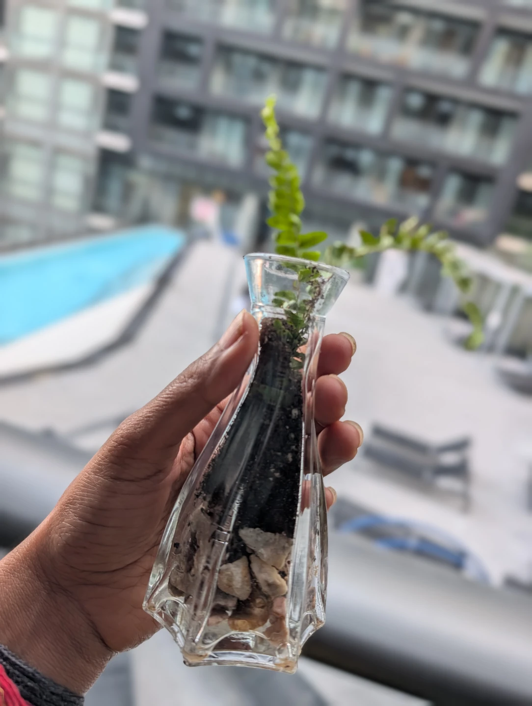 Small Fern in Glass Vase Terrarium - photo 2