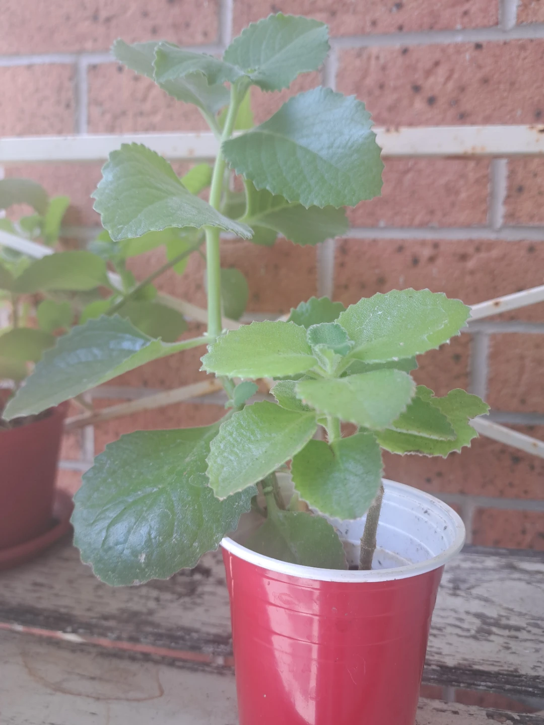 Cuban (katpuravalli)Plant