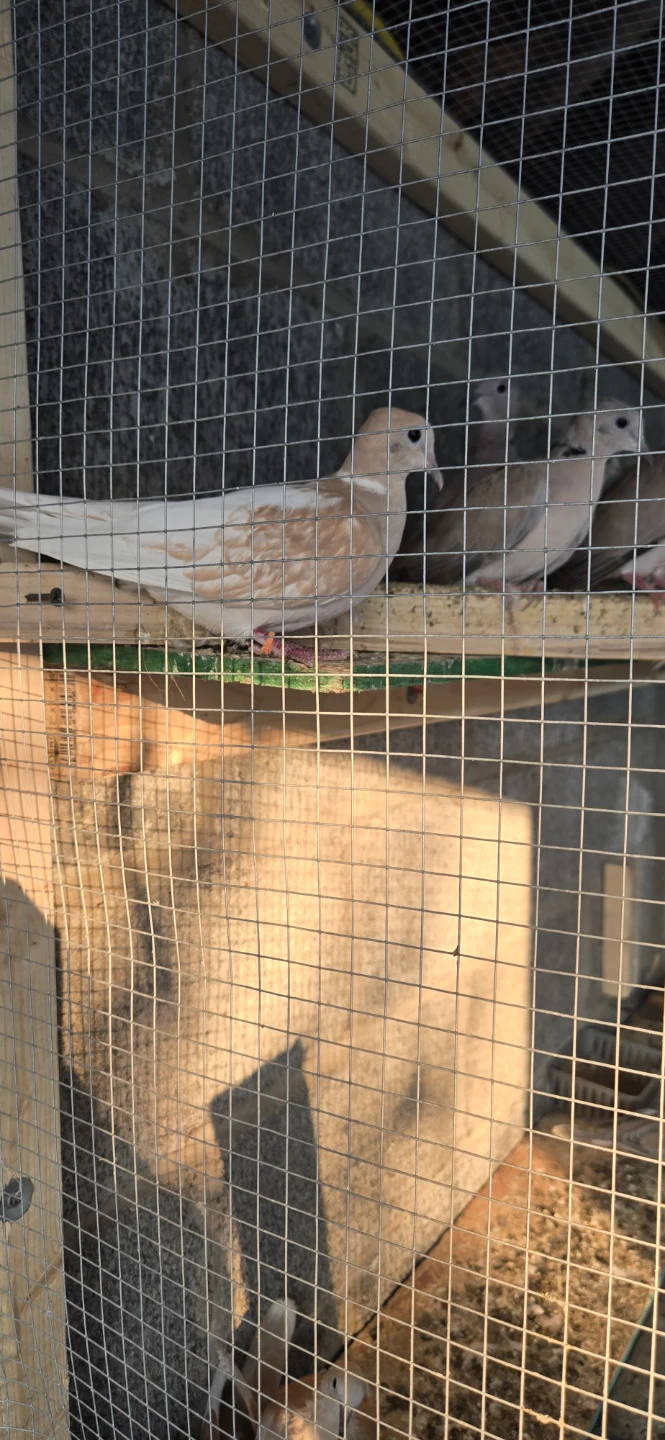 Collared Doves - photo 2