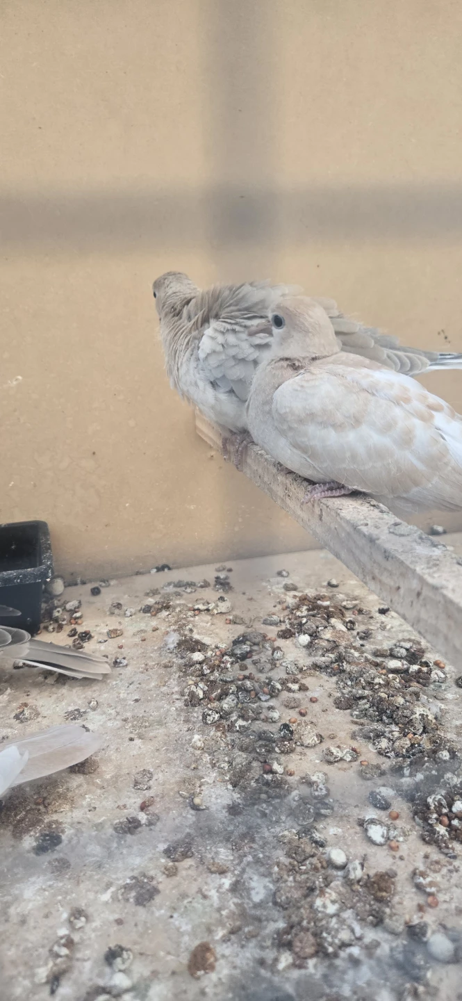 Collared Doves - photo 3