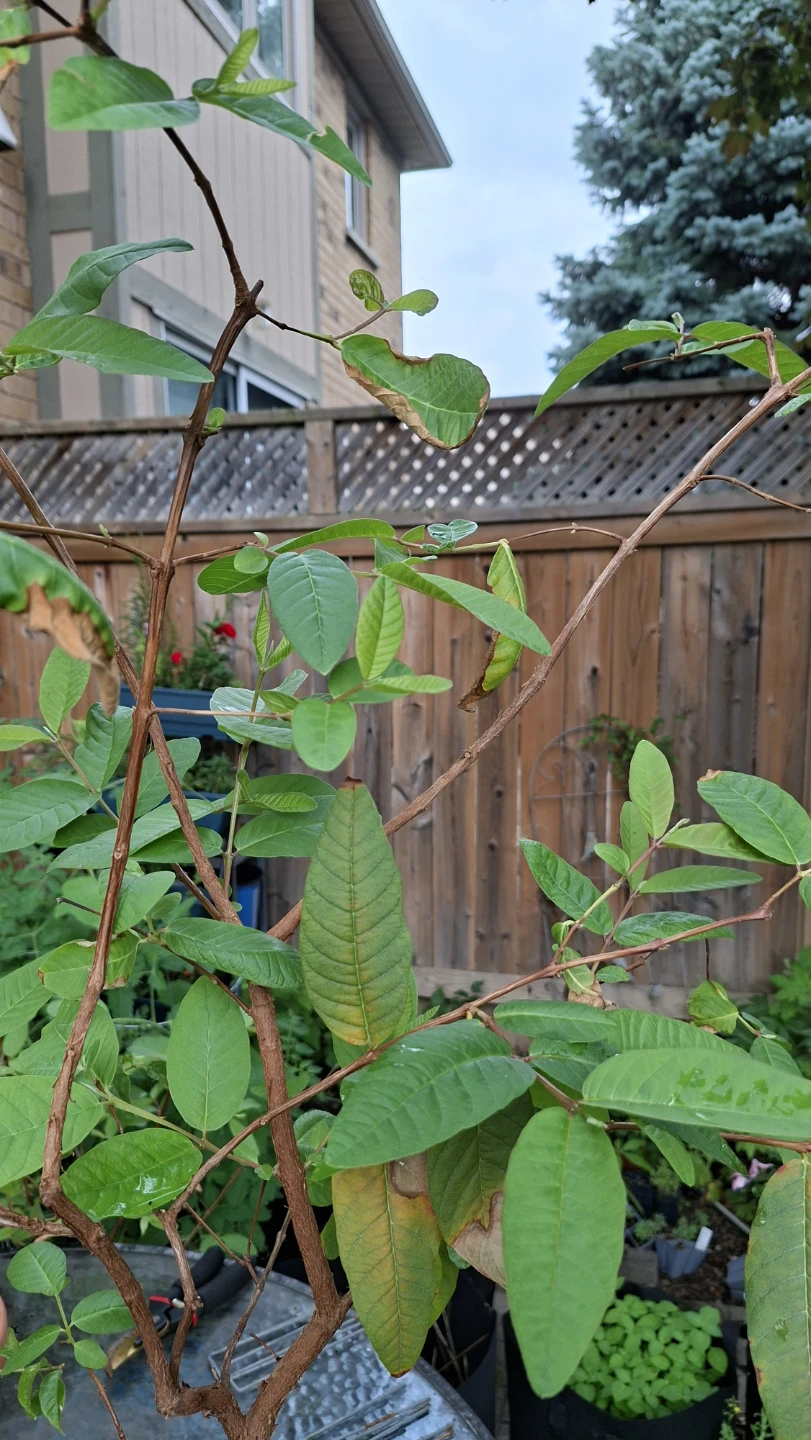 Healthy Guava Plant in Yellow pot - photo 5