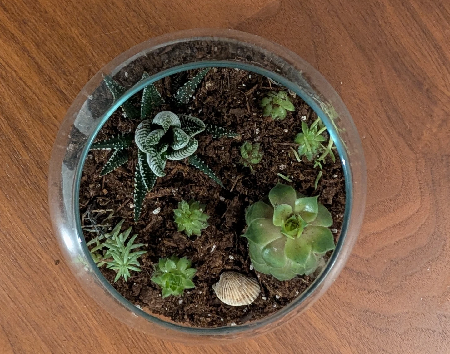 Plant terrarium in glass bowl