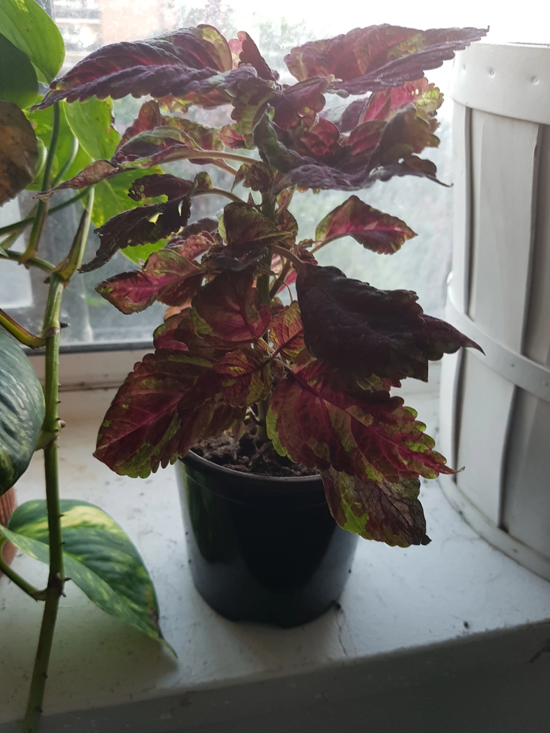 Colourful Coleus Plant - photo 2