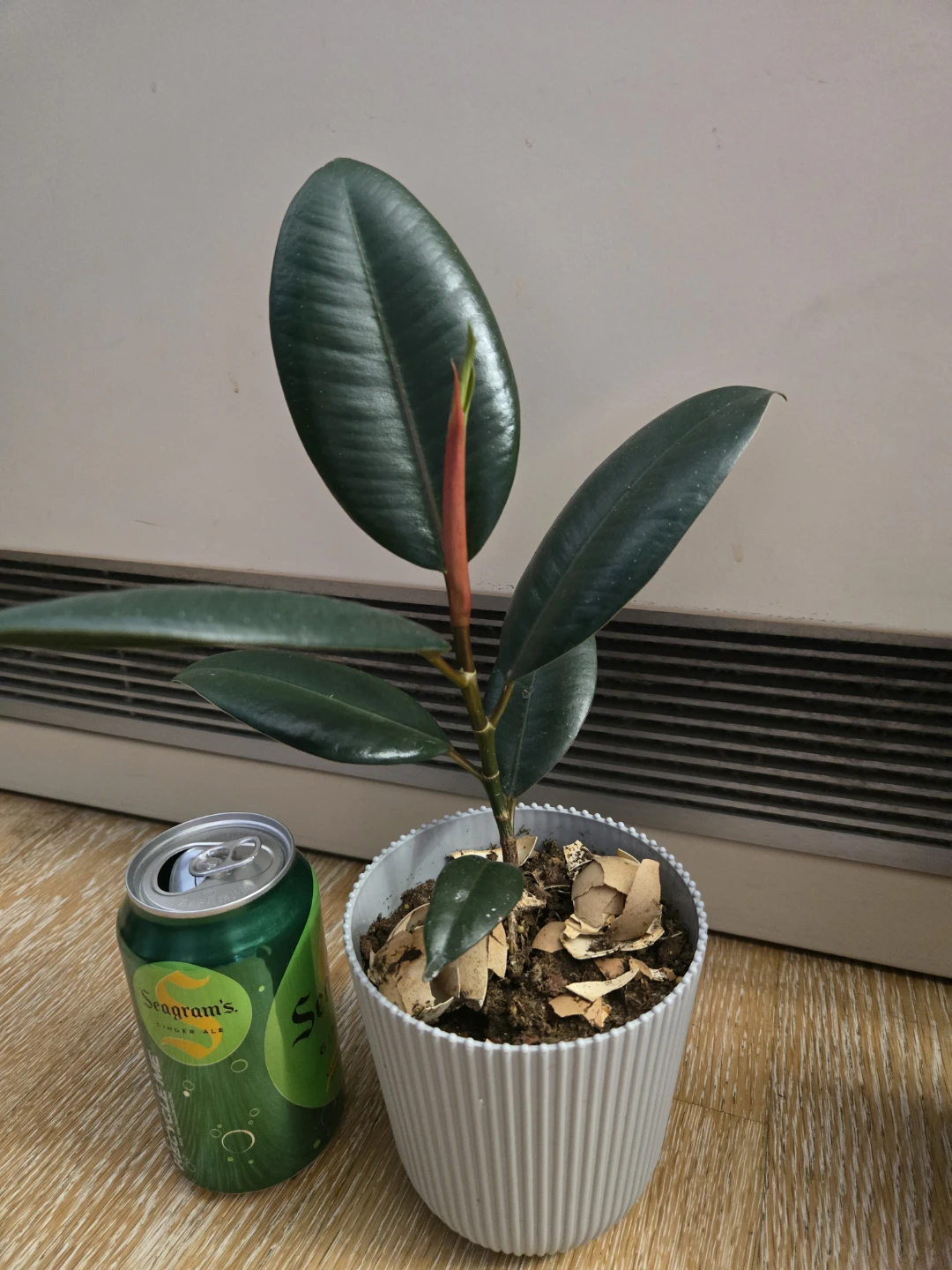 Rubber Plant Ficus Elastica - photo 2
