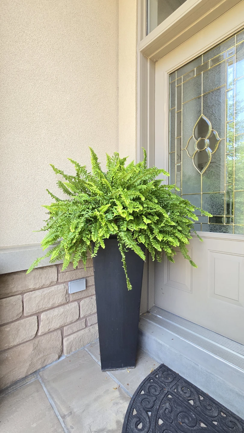 Tall Black Planter with Ferns