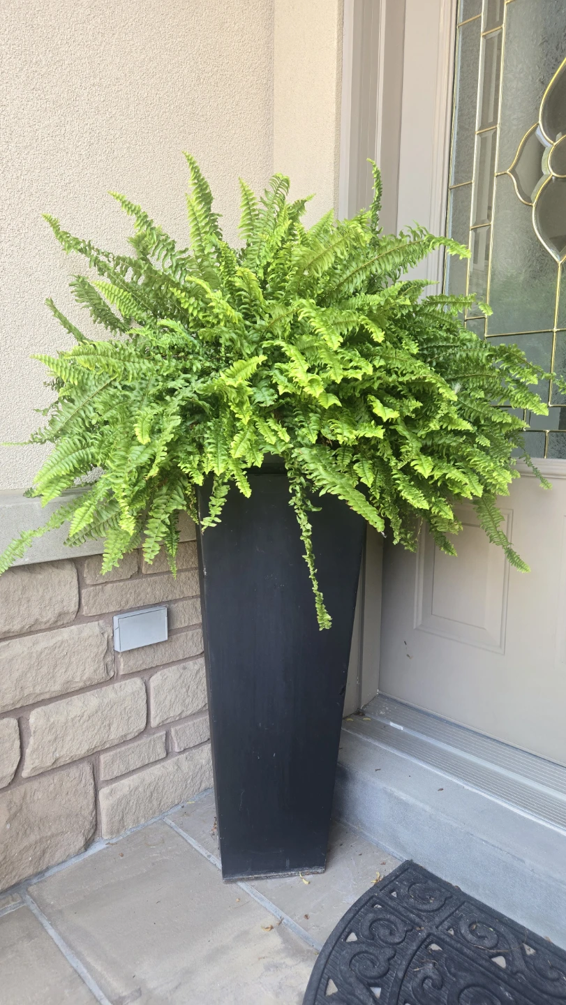 Tall Black Planter with Ferns - photo 2