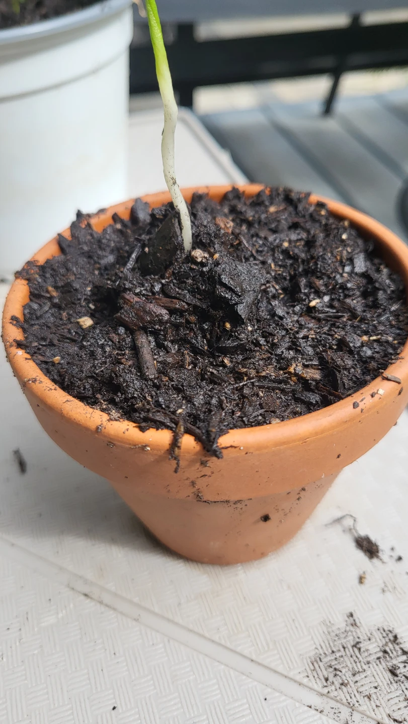 Terracotta Pot with lemon seedling - photo 2
