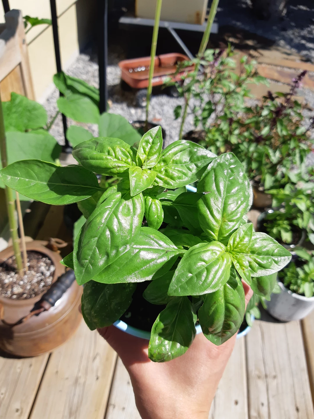 Lush and healthy scented basil