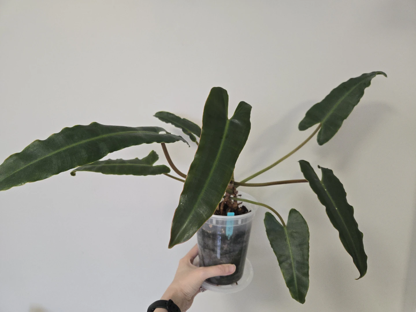 Philodendron Atabapoense