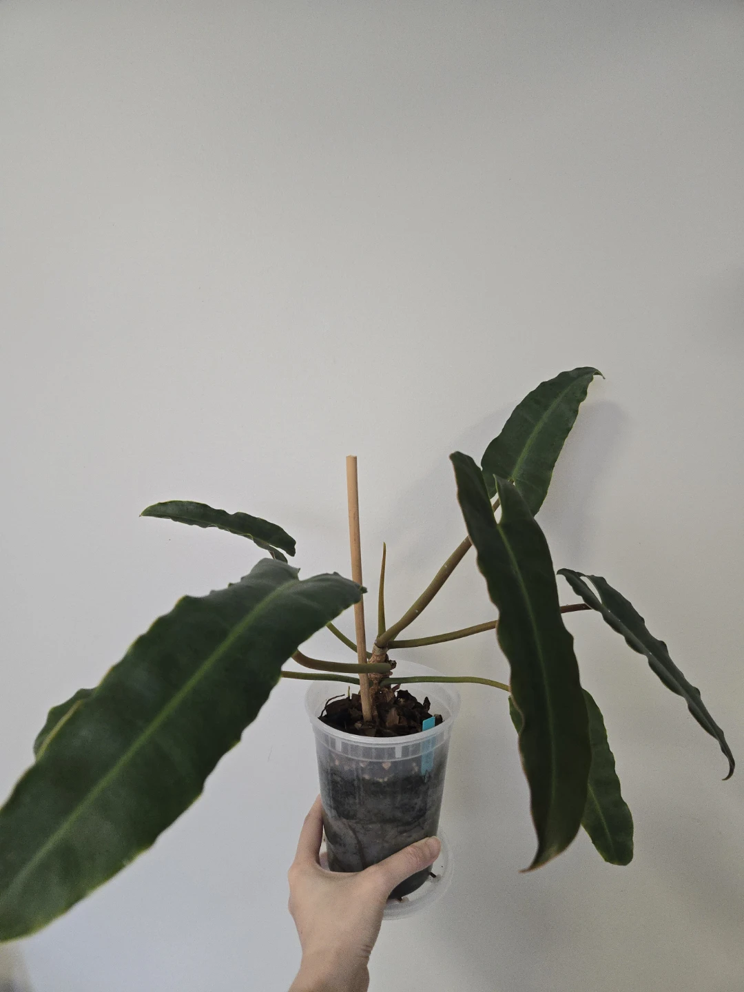 Philodendron Atabapoense - photo 2