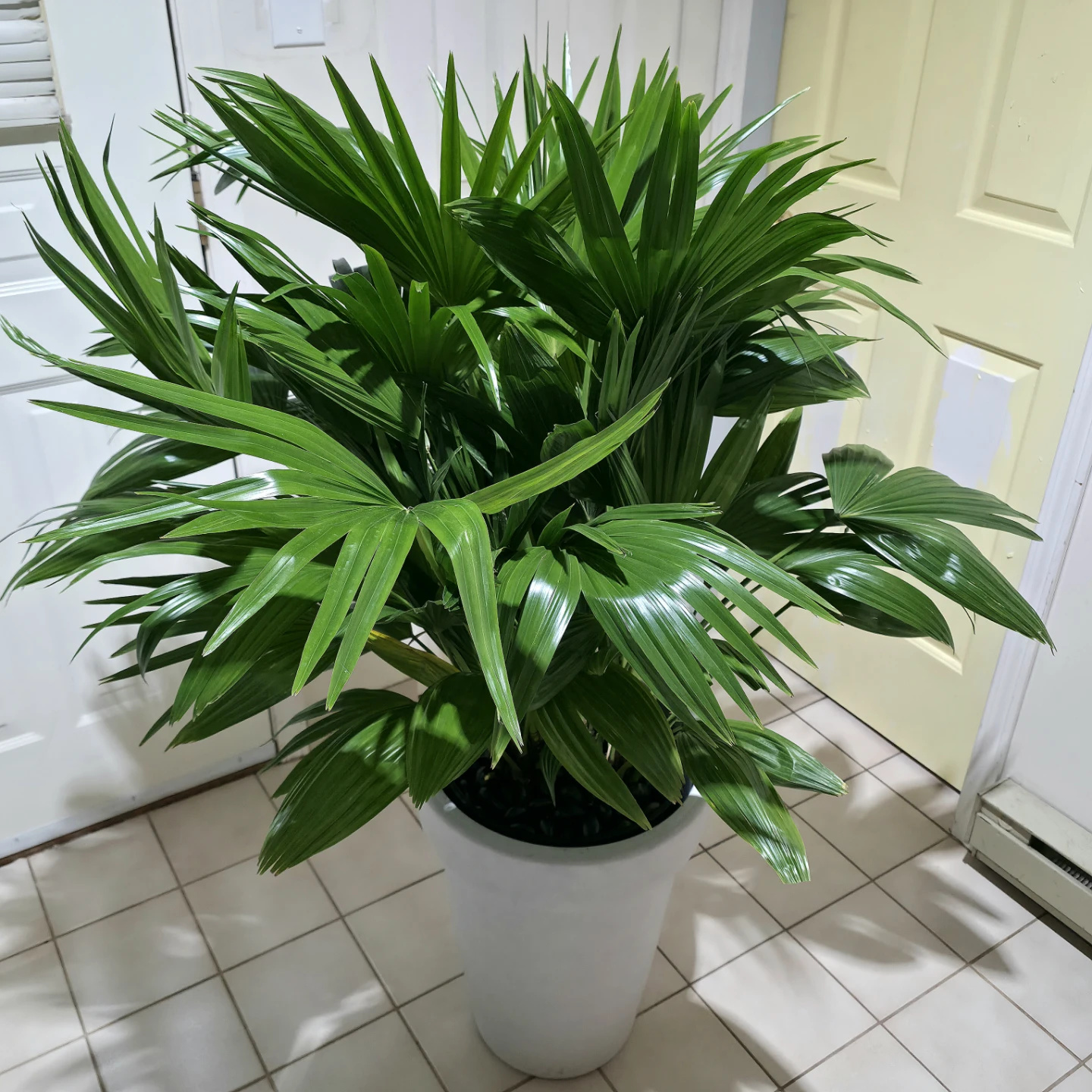 4.5ft Chinese Palm Plant in White Pot | ✅️ Delivery Available - photo 4