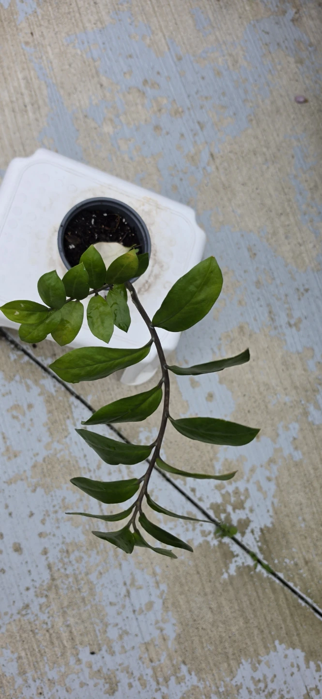 ZZ Plant Potted - photo 2