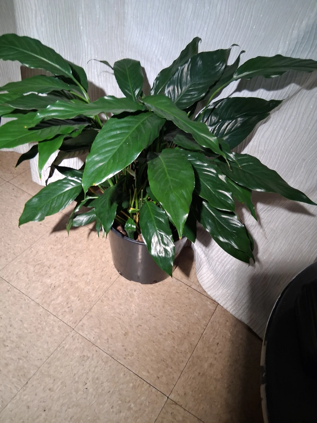 Large Peace Lily Plant in Pot