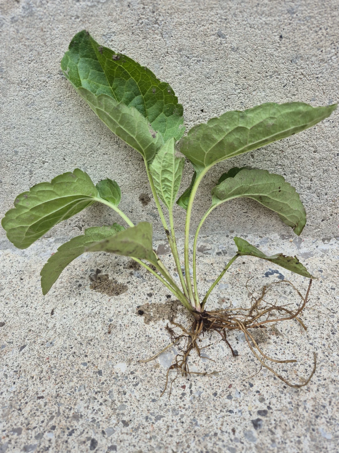 Black-Eyed Susan Plant