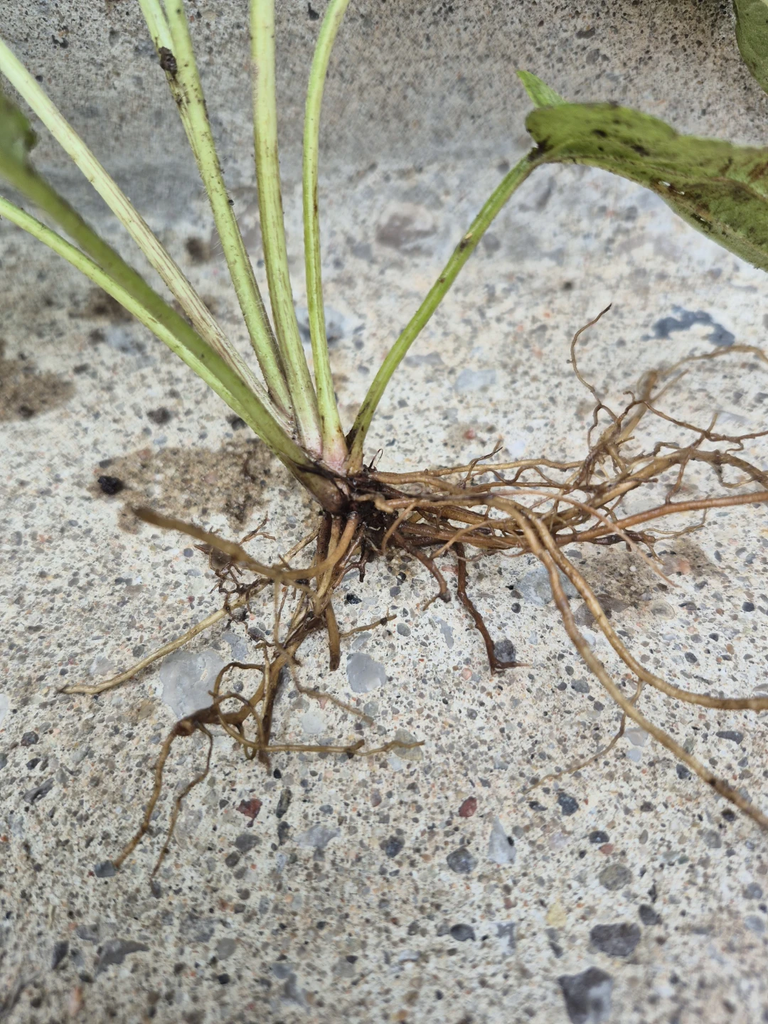 Black-Eyed Susan Plant - photo 2