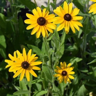 Black-Eyed Susan Plant - photo 4