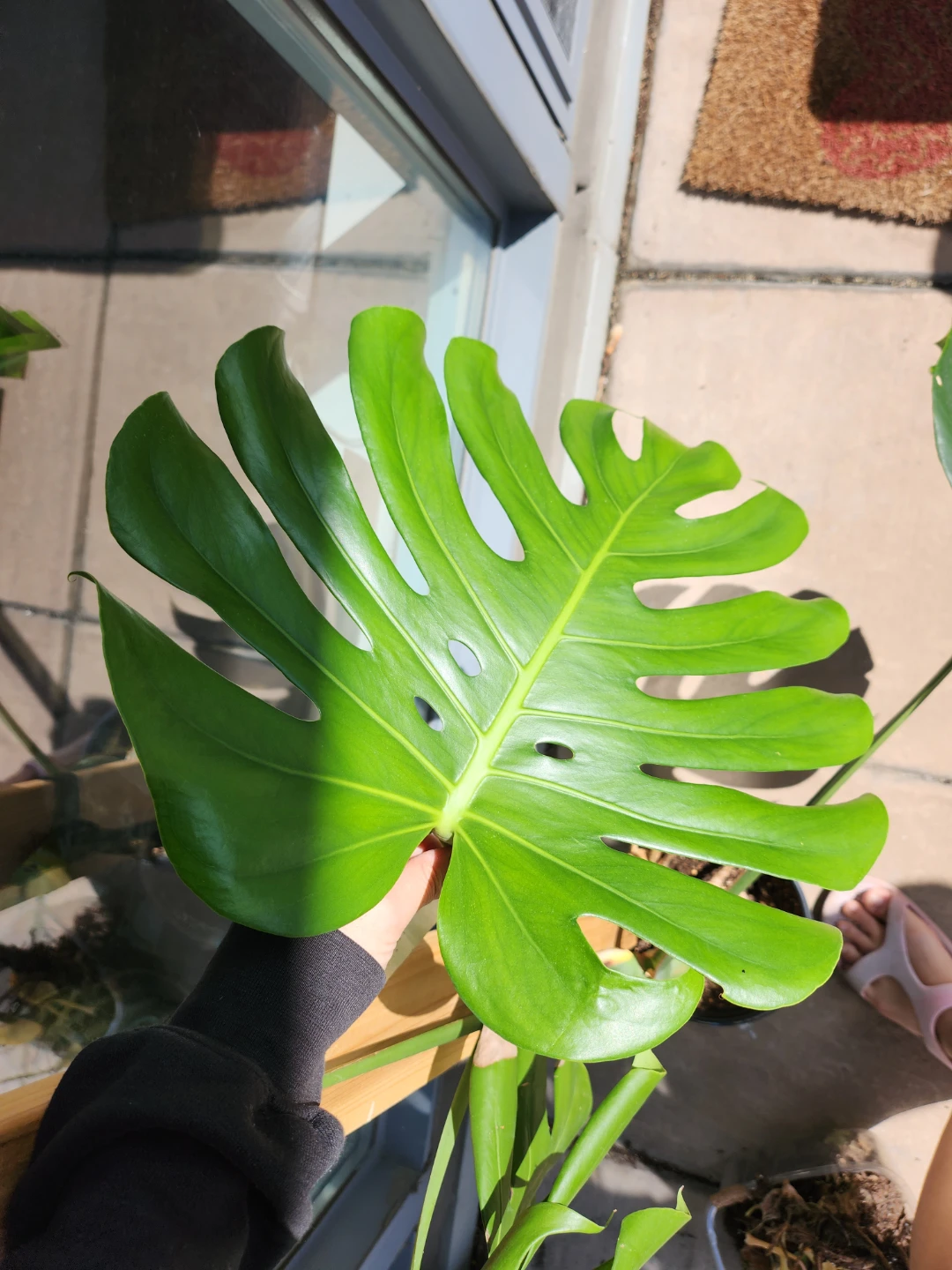 Monstera Deliciosa Plant in Pot - photo 3