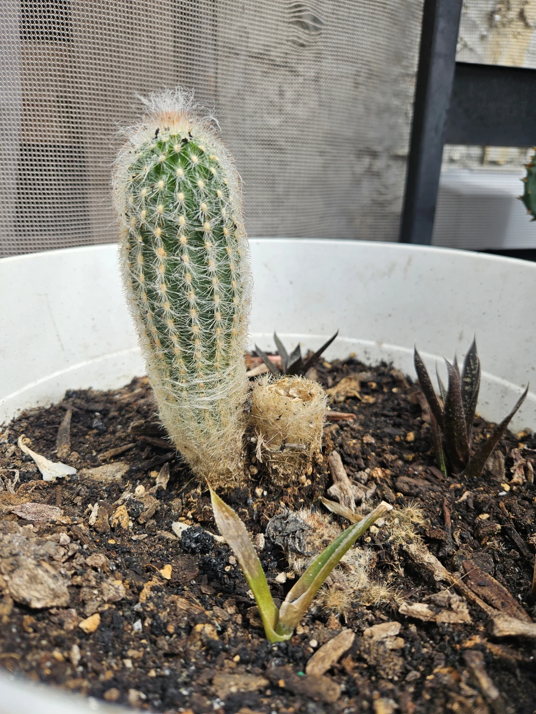 Hairy Columnar Cactus Plant - photo 3