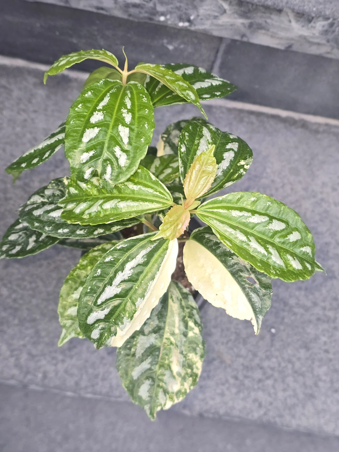 Variegated Pilea Plant in Black Pot