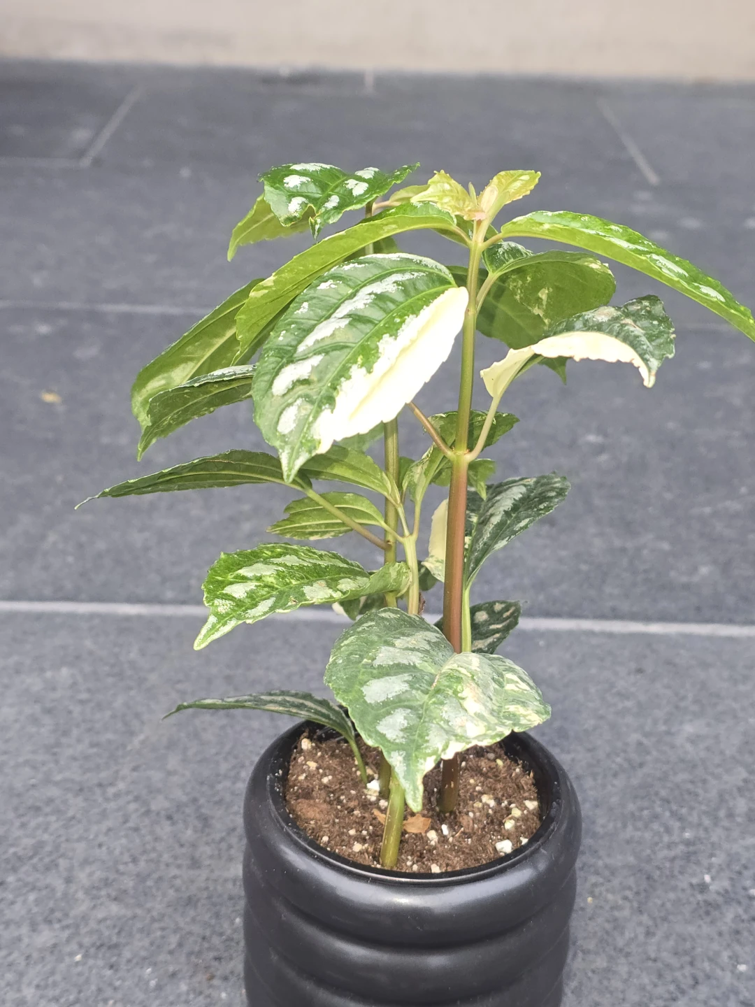 Variegated Pilea Plant in Black Pot - photo 2