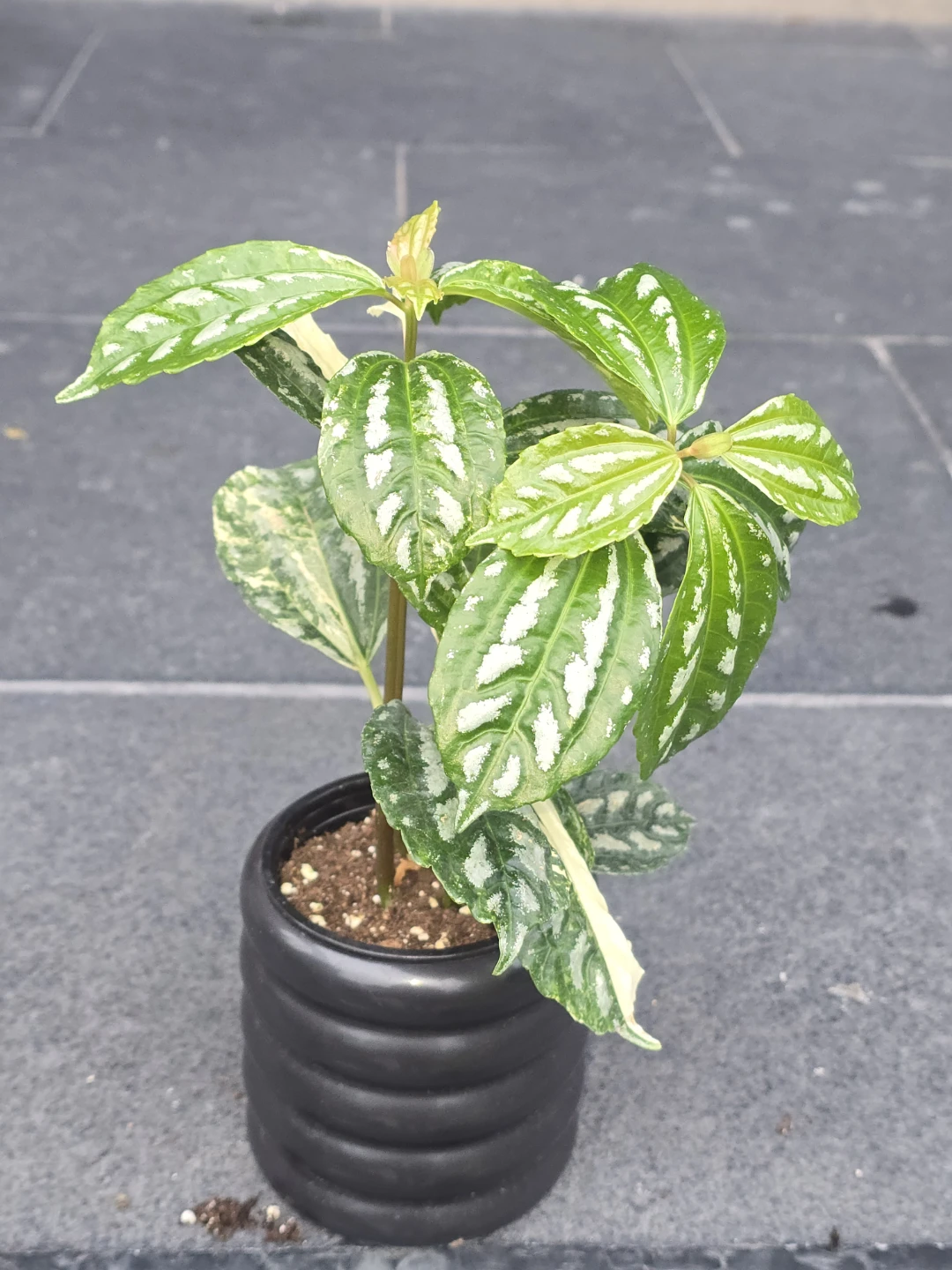 Variegated Pilea Plant in Black Pot - photo 3