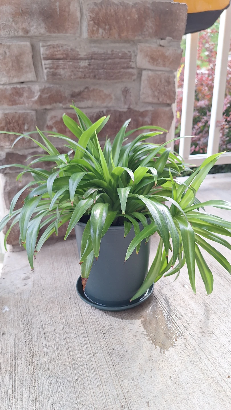 Spider Plant in Dark green 6 inch deep pot