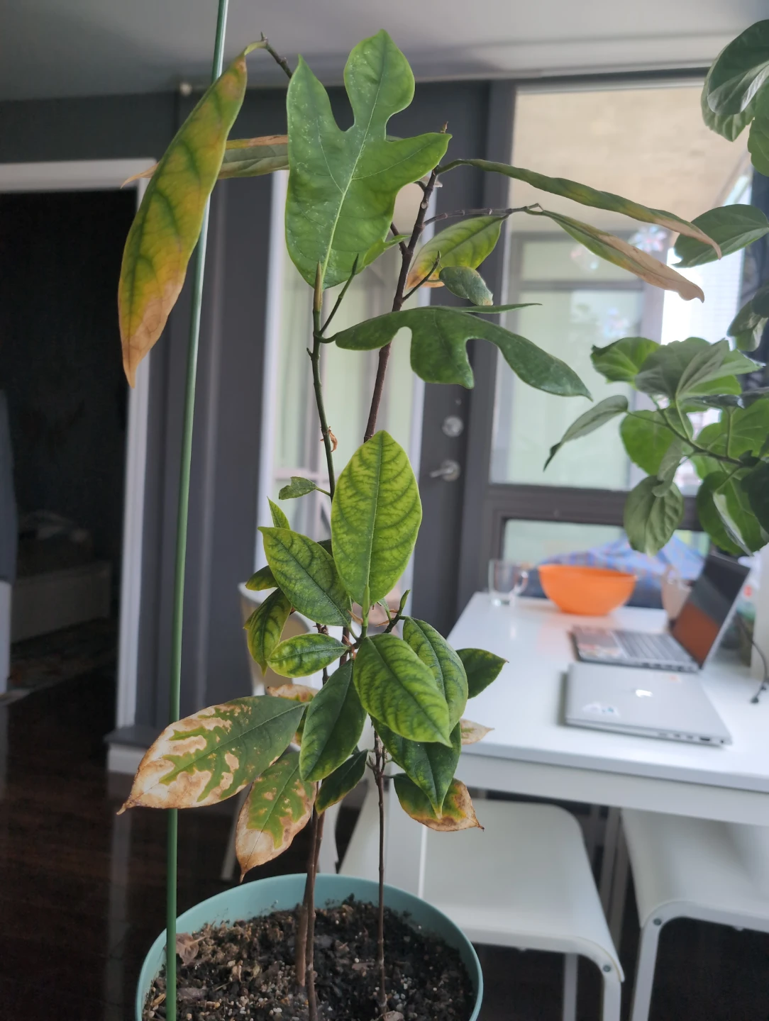 Free potted jackfruit