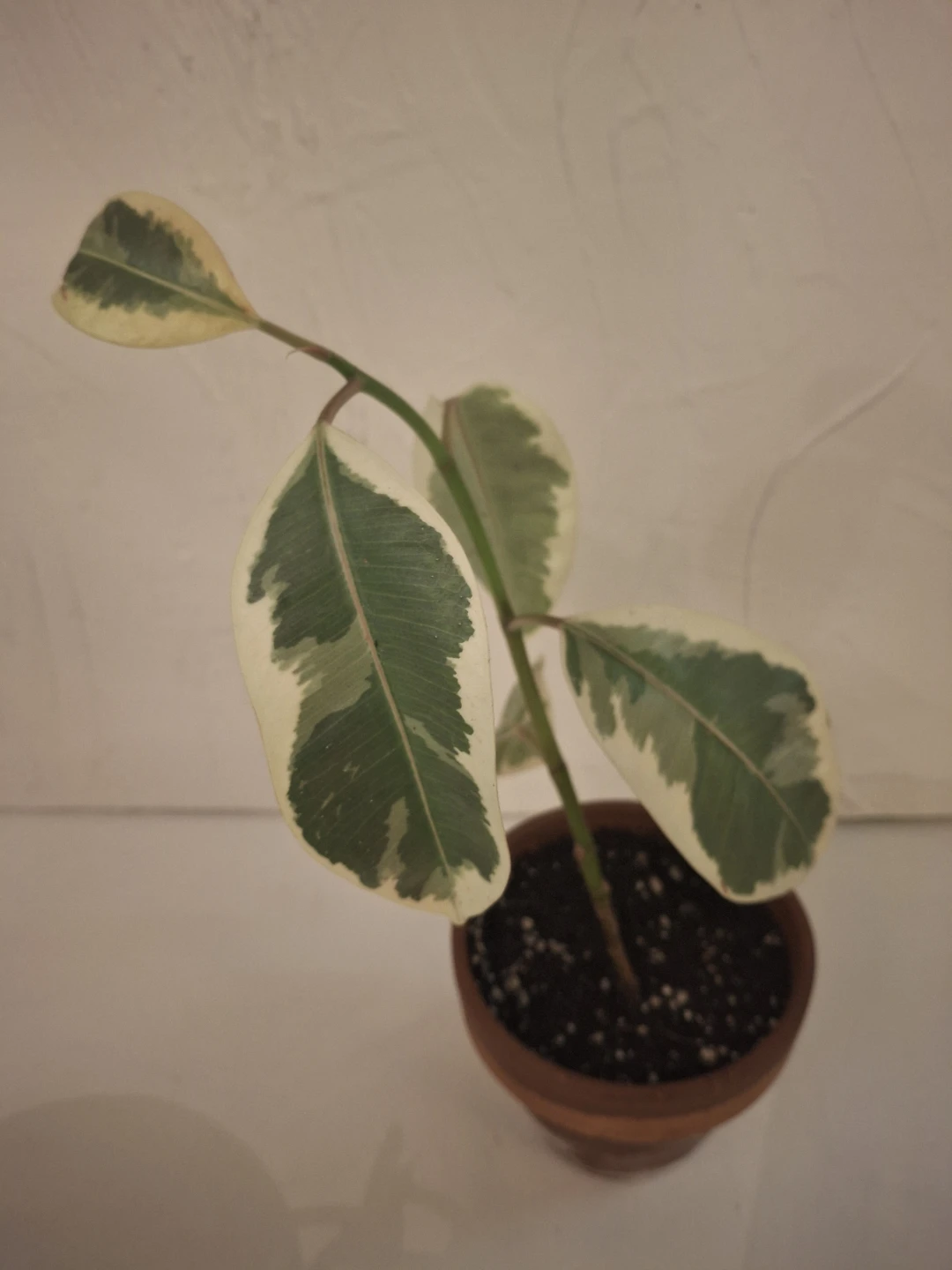Variegated Ficus Elastica Plant - photo 3