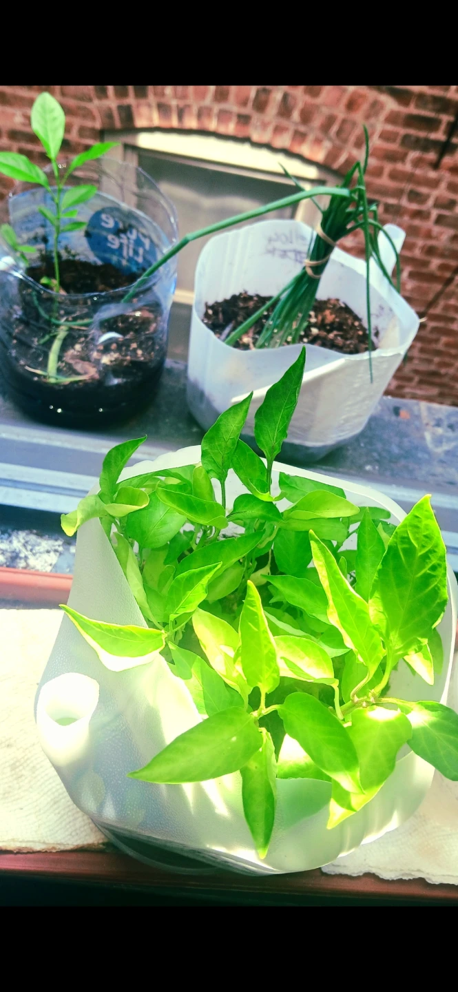 Assorted Live Plants, $35 & Up. Ask - photo 3