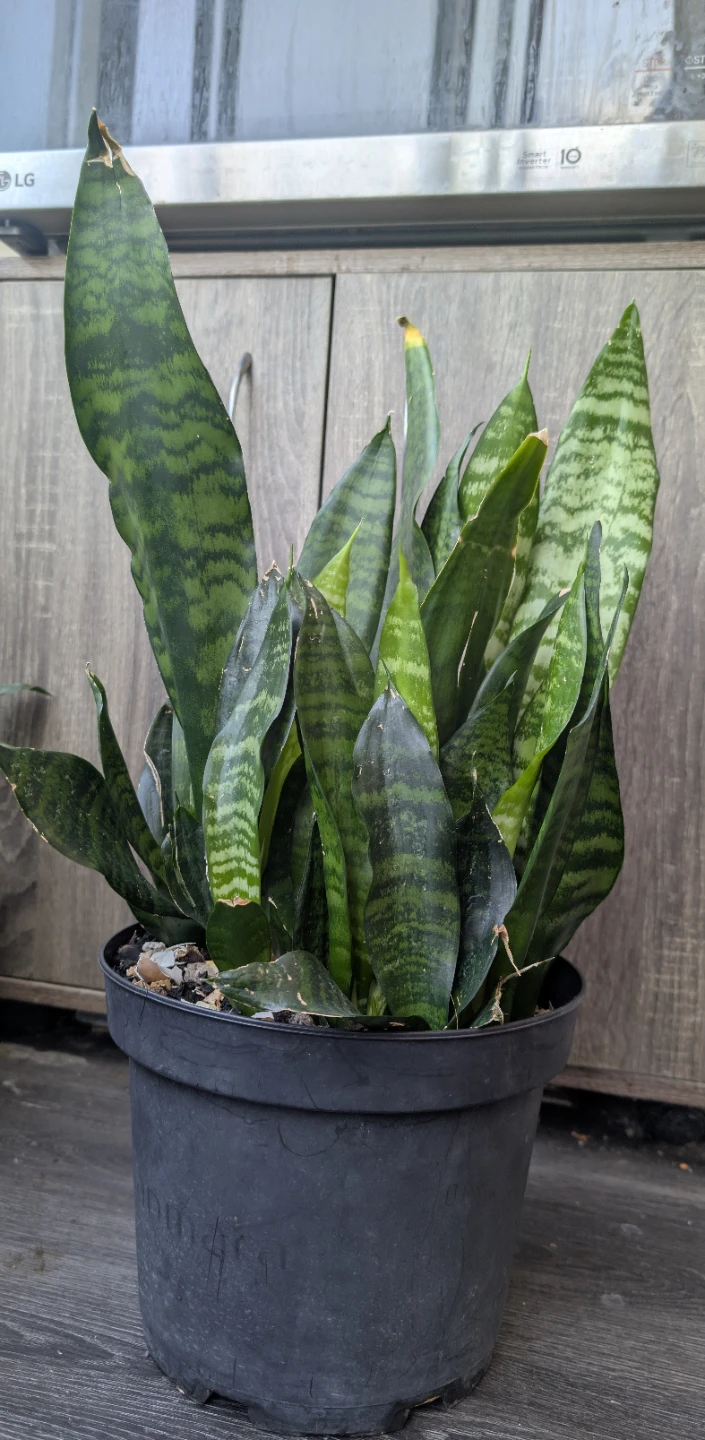 Snake Plant in Pot - photo 2