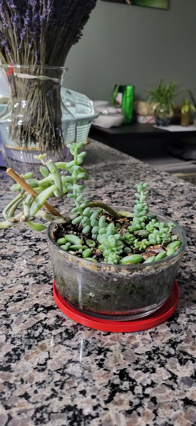 Two types of succulent in a glass container - photo 5