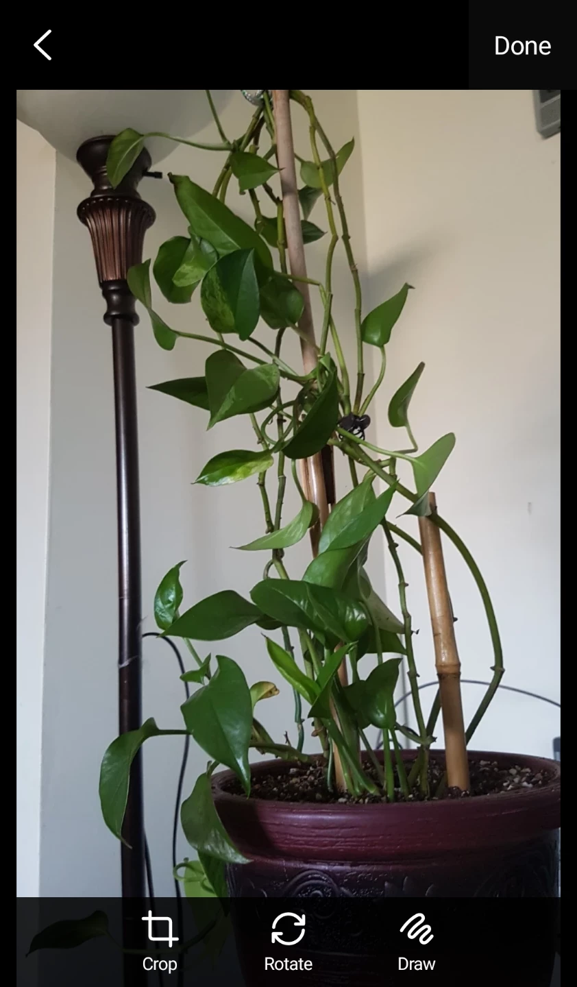Pothos Plant in Decorative Pot - photo 2