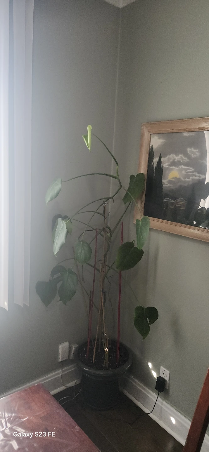 Monstera Plant five feet high - photo 2