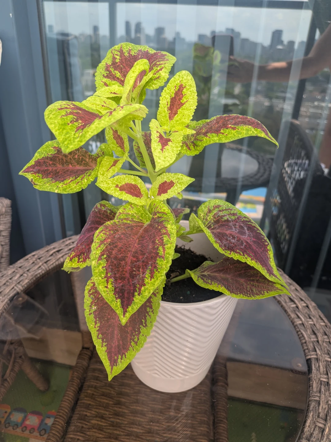 Coleus Plant in White Textured Pot