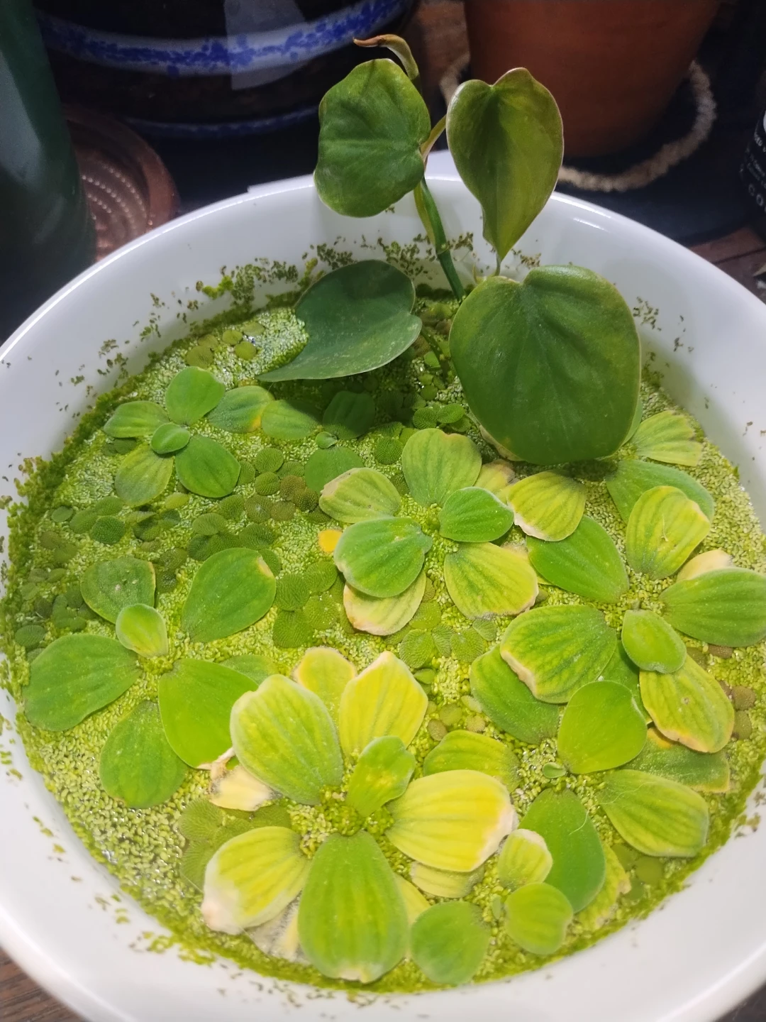 Floating aquarium plants