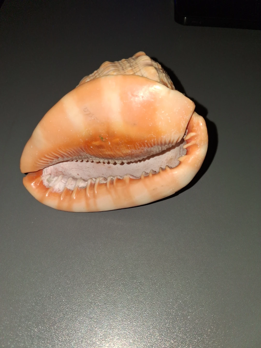 Seashell - photo 3